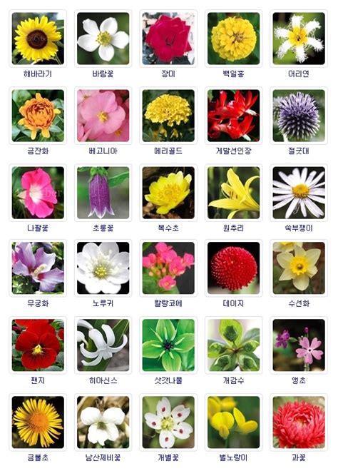 봄 꽃 종류