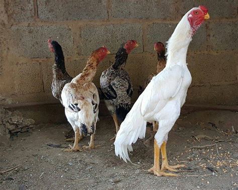 브라질 닭