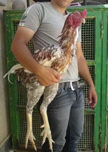 브라질 닭 크기