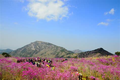 비슬산 참꽃 문화제 축제 밝은미래신문