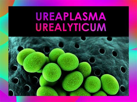 비임균성 요도염에 있어서 - ureaplasma urealyticum 남자