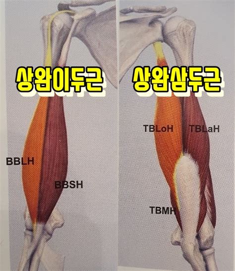 상완이두근 biceps brachii ,상완삼두근 triceps brachii 사용 - 삼두근