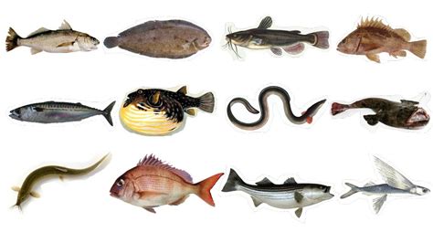 생선 종류 영어 로