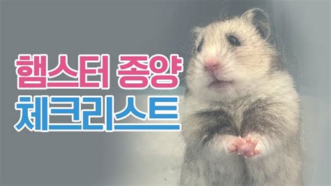 서울종합동물병원 햄스터 - 햄스터 종양