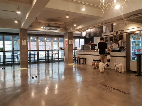 서울 애견 카페