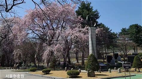 서울 현충원 벚꽃