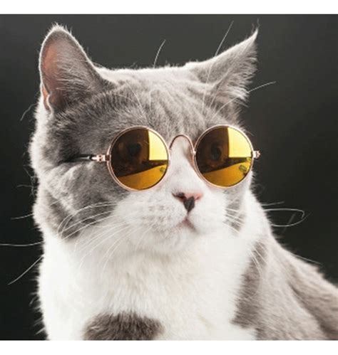 선글라스 고양이