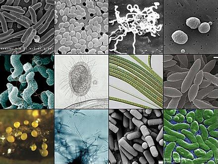 세균 위키백과, 우리 모두의 백과사전 - 세균 핵막
