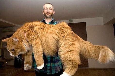 세상에서 가장 큰 고양이 메인쿤