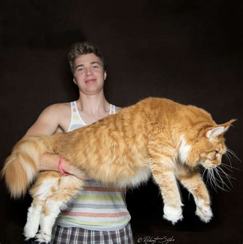 세상 에서 가장 큰 고양이