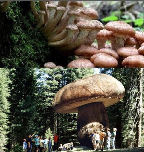 세상 에서 가장 큰 버섯