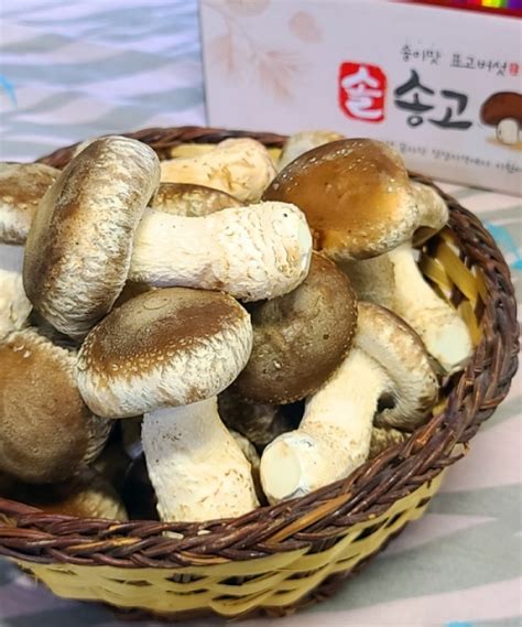 송이맛 솔솔~ 솔송고버섯 - 송고 버섯