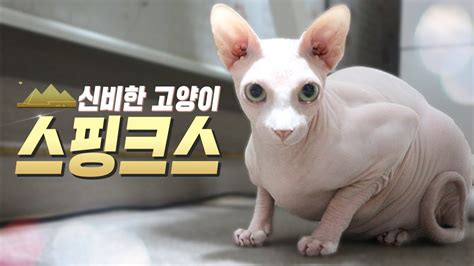 스핑크스고양이