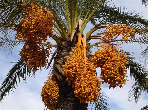 식물이야기 대추야자 의 다른 이름 2000년 지난 씨앗 - palm 뜻