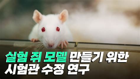 실험 쥐 -