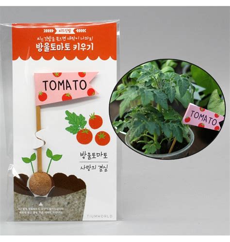 씨앗제품 씨드볼 방울토마토 키우기 - 방울 토마토 씨앗
