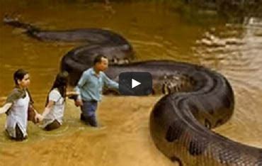 아나콘다 vs 레틱파이톤 세상에서 가장 큰 뱀