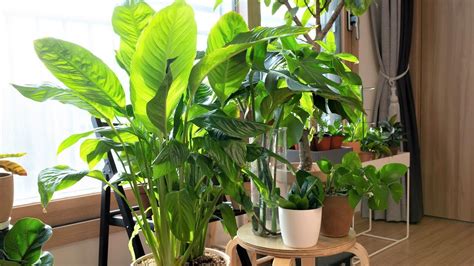 아파트에서 키우기 쉬운 식물
