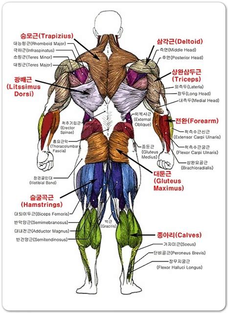 어깨 근육 그림 근육 이름 영어 한글 - 어깨 근육 명칭