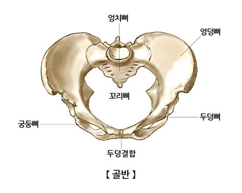 여자 장골nbi