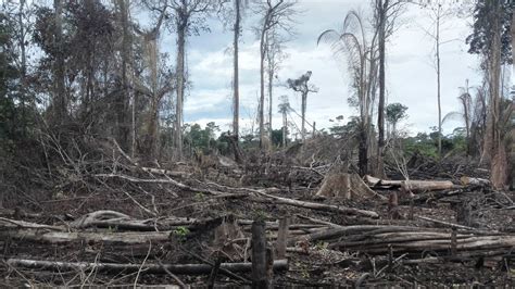 열대우림 12개국 “선진국들 열대우림 보존 비용 분담해야>열대우림