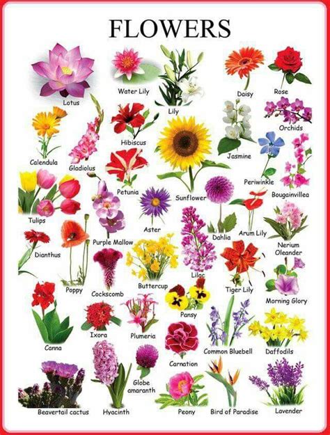 영어 꽃이름 모음