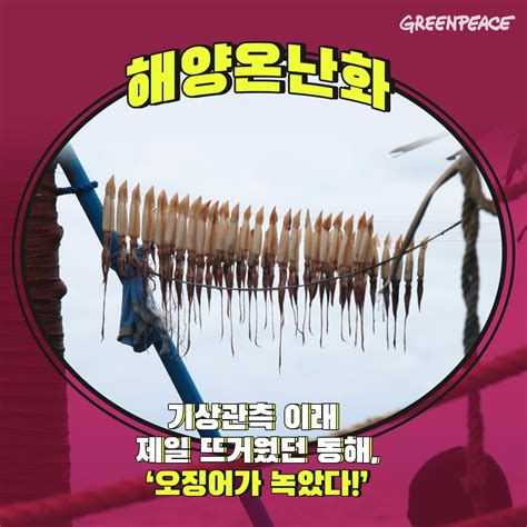 오징어가 녹았다 울릉도 동해 수온 30도 돌파 경향신문