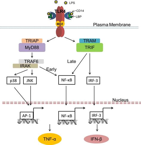 와 신장질환 - tlr4 signaling pathway