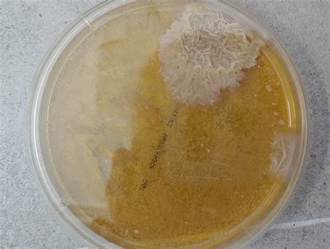유산균 배양 실험
