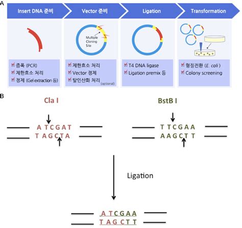 유전자 클로닝 과 dna 분석 pdf