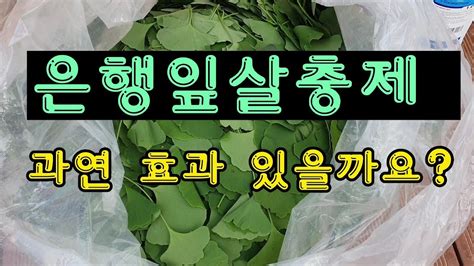 은행잎 발효액 살충제 대장 농장 텃밭보급소 Daum 카페