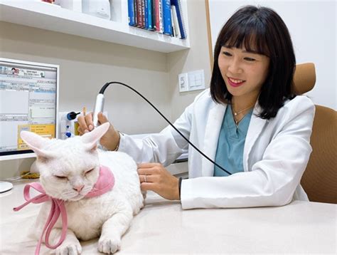 이차진료 동물병원 - 고양이 전문 병원