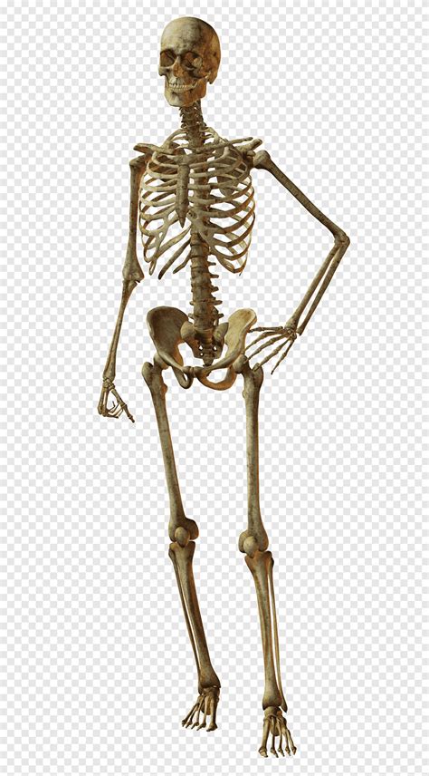 인간 뼈