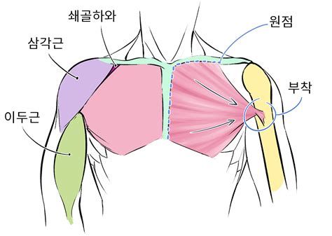 인체 그리기 근육의 이해 그림 꿀팁사전 - 가슴 근육 모양