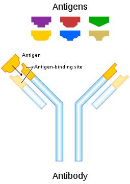정자 항체