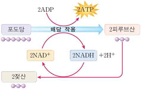 젖산 발효