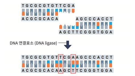 제한 효소의 절단 반응> 논문 DNA 모양에 따른 Eco RI 제한 효소의