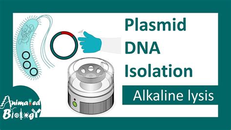 제 mid DNA 분리 서론 - alkaline lysis method