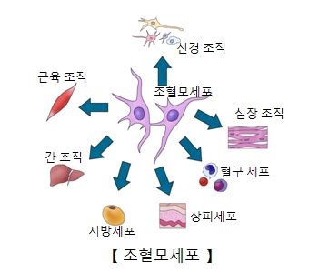 조혈모세포 이식 질환백과 의료정보 건강정보 서울아산병원