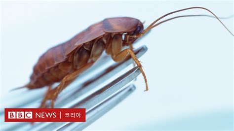 중국인 바퀴벌레