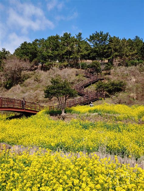 중문 렌트카 - 중문 엉덩물계곡은 언덕에 유채꽃이 가득