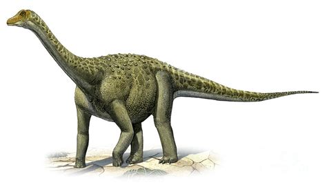 지구촌 Talk 티타노사우루스 사촌뻘 신종 초식공룡 발견