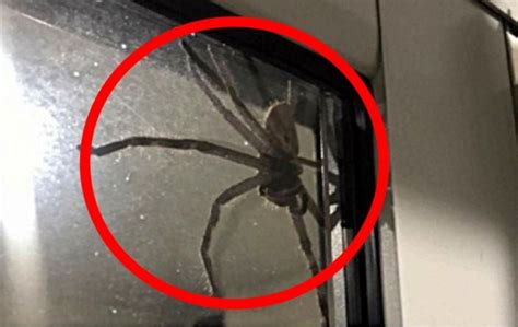 집에 거미 생기는 이유