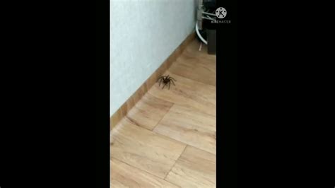 집 에 거미 - 집을 죽이지 않고 거미가없는 상태로 유지하는 방법