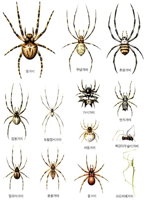 집 에 나오는 거미 종류