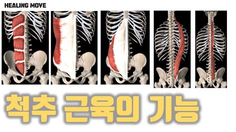 척추기립근의 통증유발점과전이통