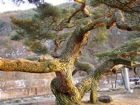 천연기념물 문경 대하리 소나무 聞慶 大下里 소나무 유형별 검색