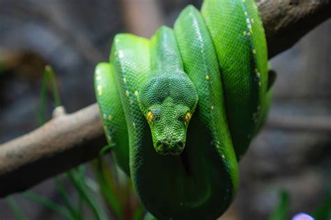 초록 뱀