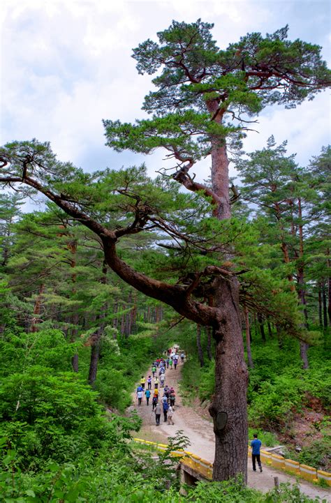 추천여행지 우리나라 소나무 성지를 걷다, 울진금강소나무숲길