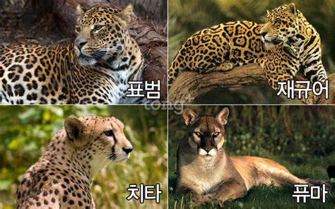 치타 재규어 표범 퓨마 혼동하기 쉬운 고양이과 동물 비교